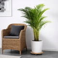 Areca Palm 200-220 cm