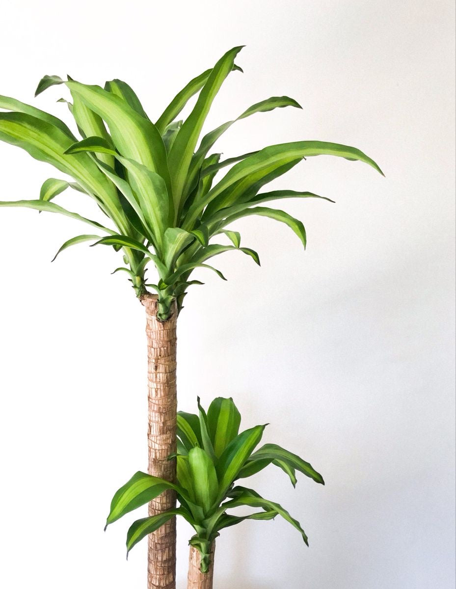 DRACAENA MASSANGEANA