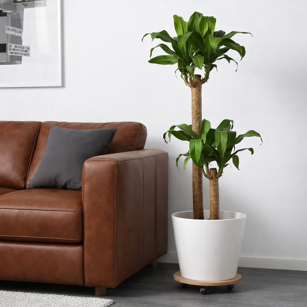 DRACAENA MASSANGEANA