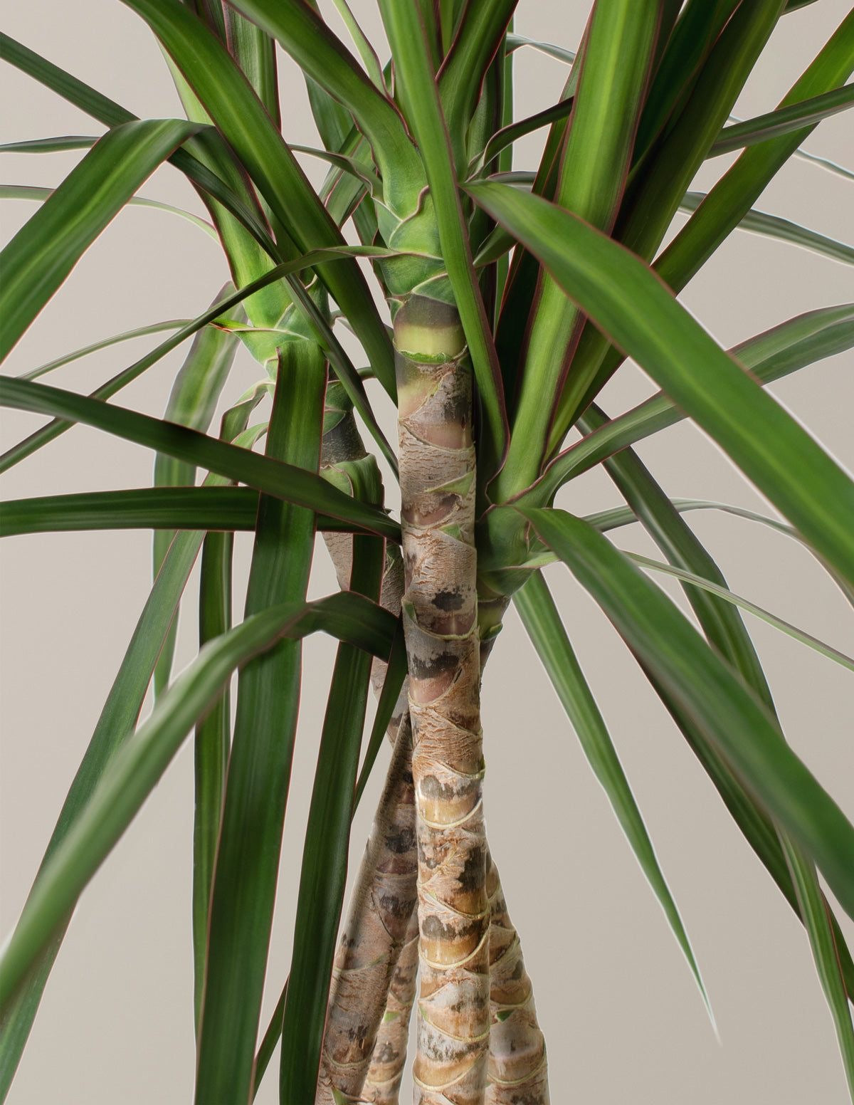 Dracaena Marginata - 80-100 cm