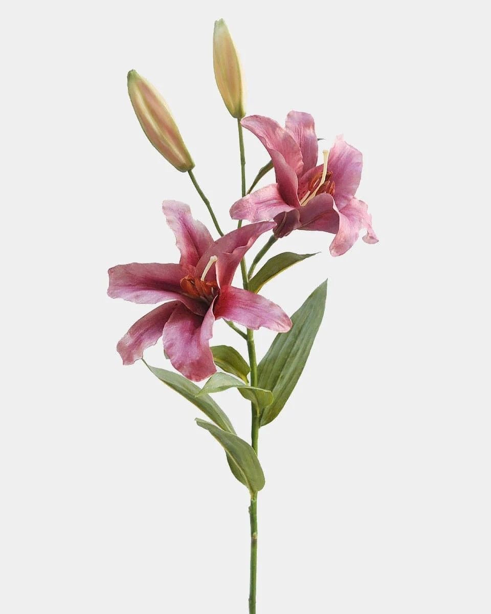 Soft confessions - Pink Lily