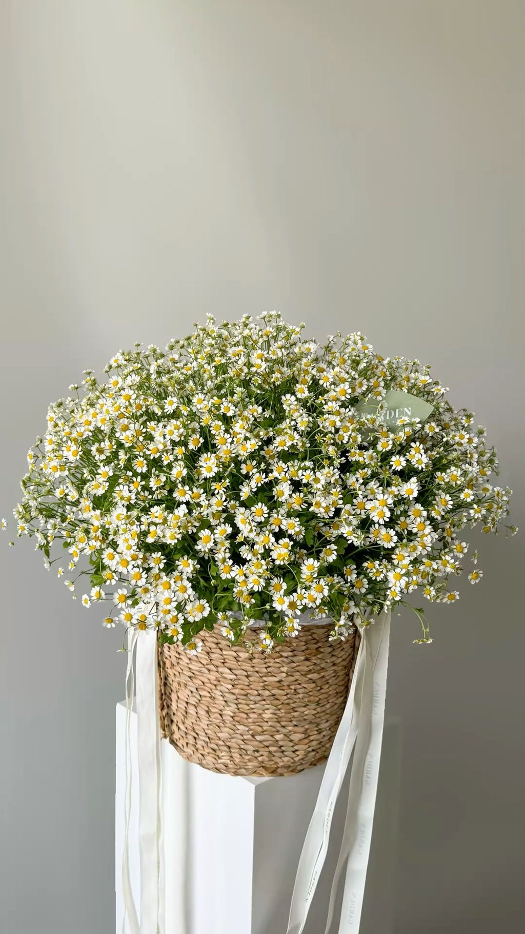 I’m with you signature chamomile 🌼