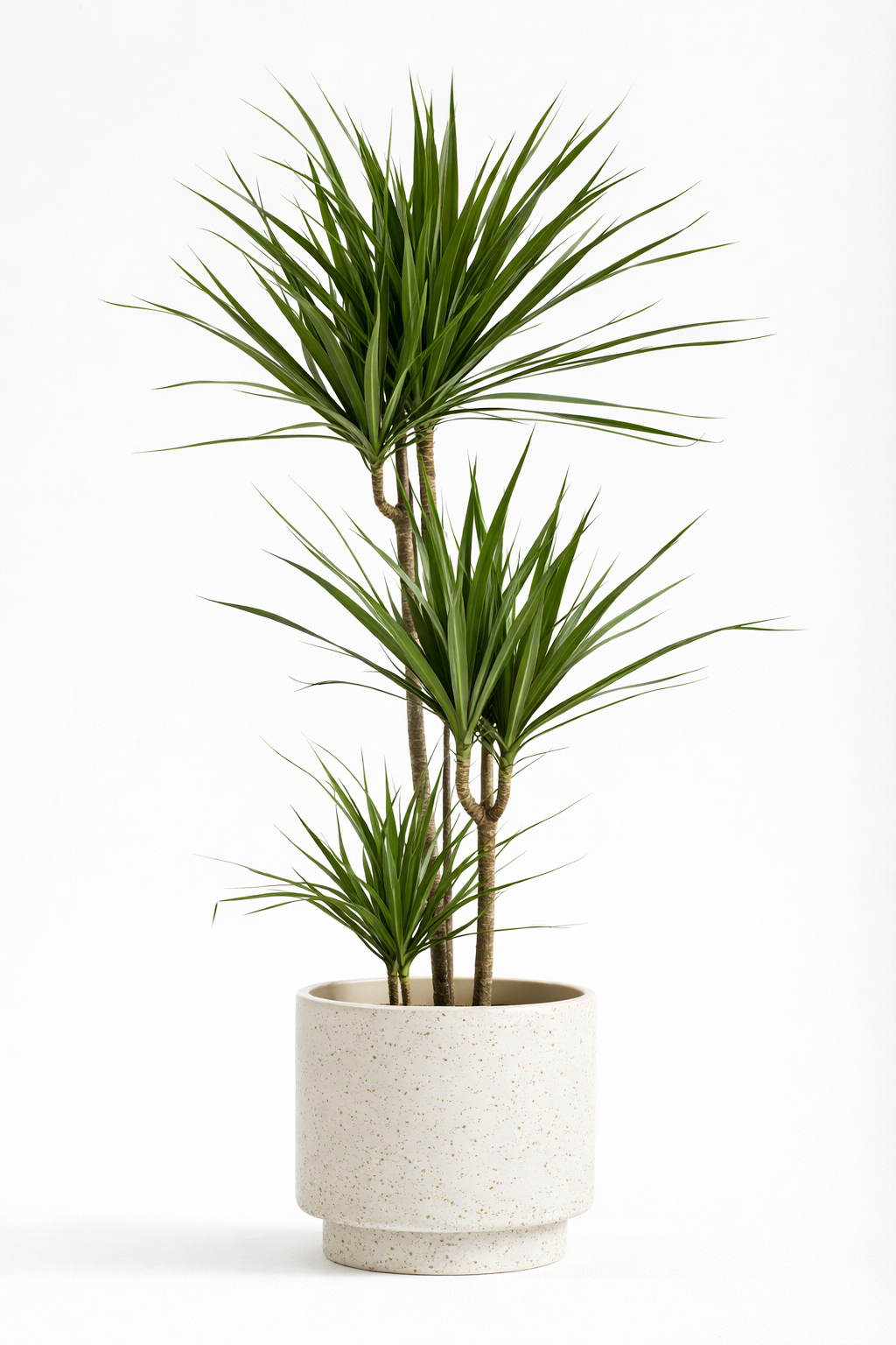Dracaena Marginata - 80-100 cm