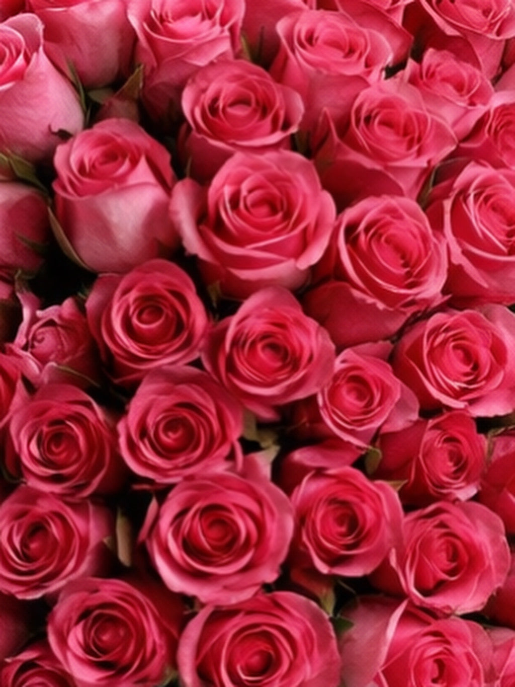 The Blush Crown — Signature Rose Dome 150 roses