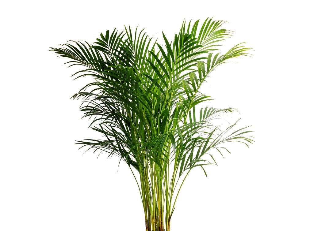 Areca Palm 200-220 cm