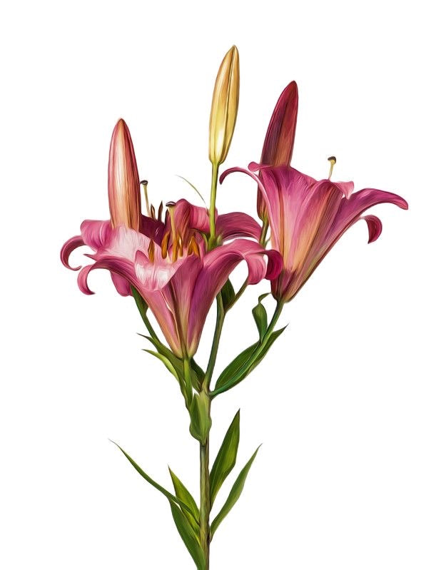 Apology / Tender Reconnection 🌸