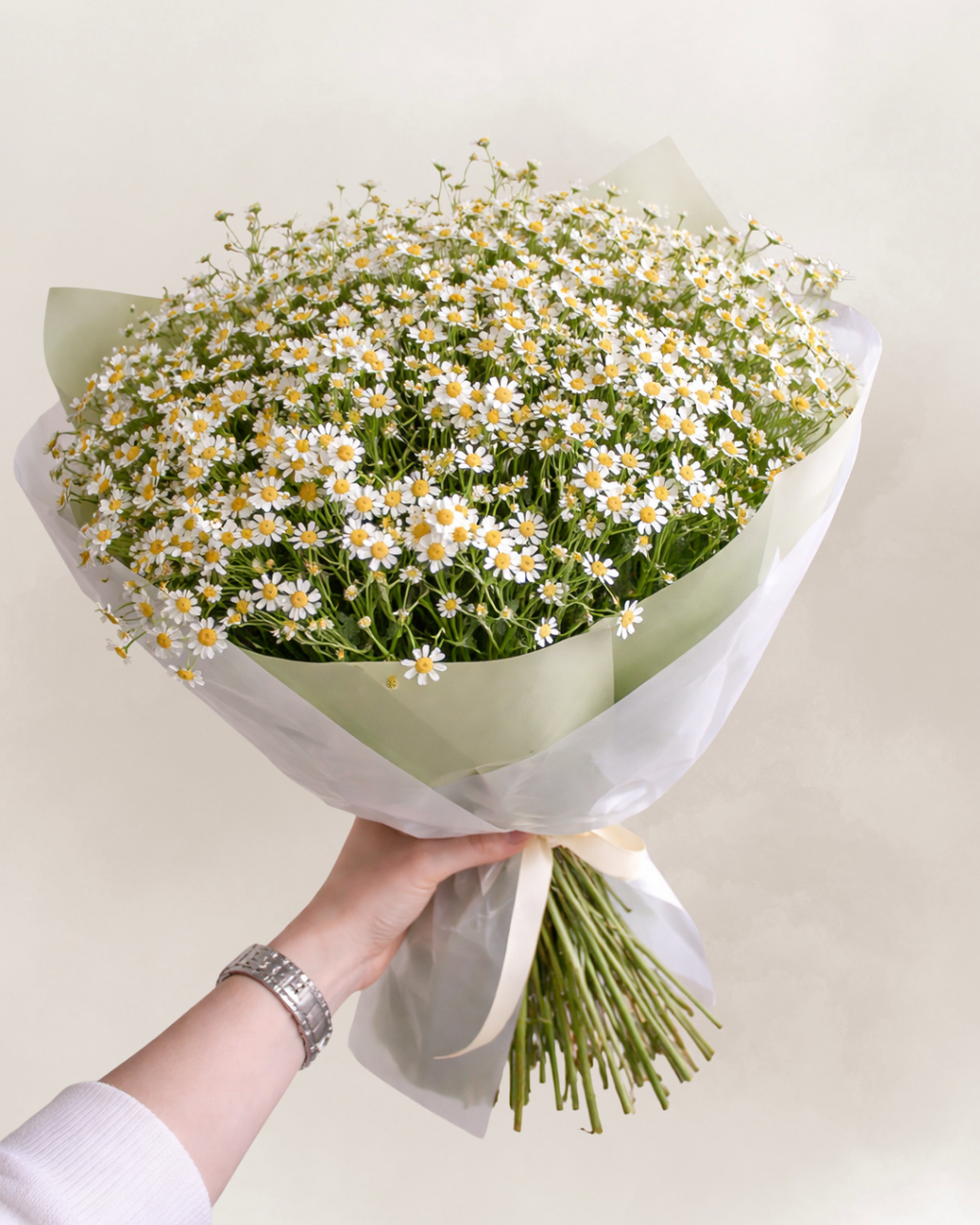 Healing softness chamomile 25 stems