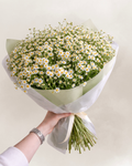 Healing softness chamomile 25 stems